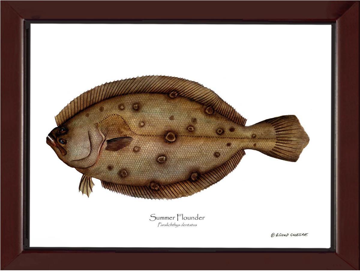 Summer Flounder Paralichthys dentatus | Wall Art Fish Print