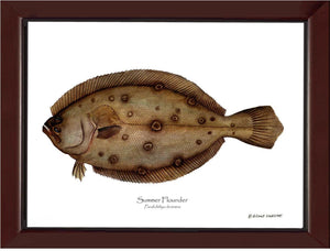 Summer Flounder Paralichthys dentatus