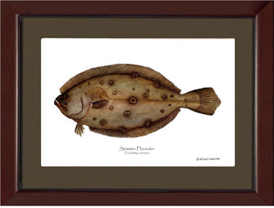 Summer Flounder Paralichthys dentatus