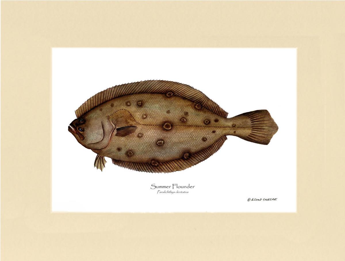Summer Flounder Paralichthys dentatus | Wall Art Fish Print