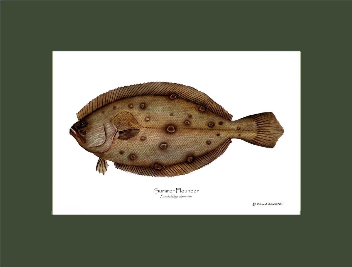 Summer Flounder Paralichthys dentatus | Wall Art Fish Print