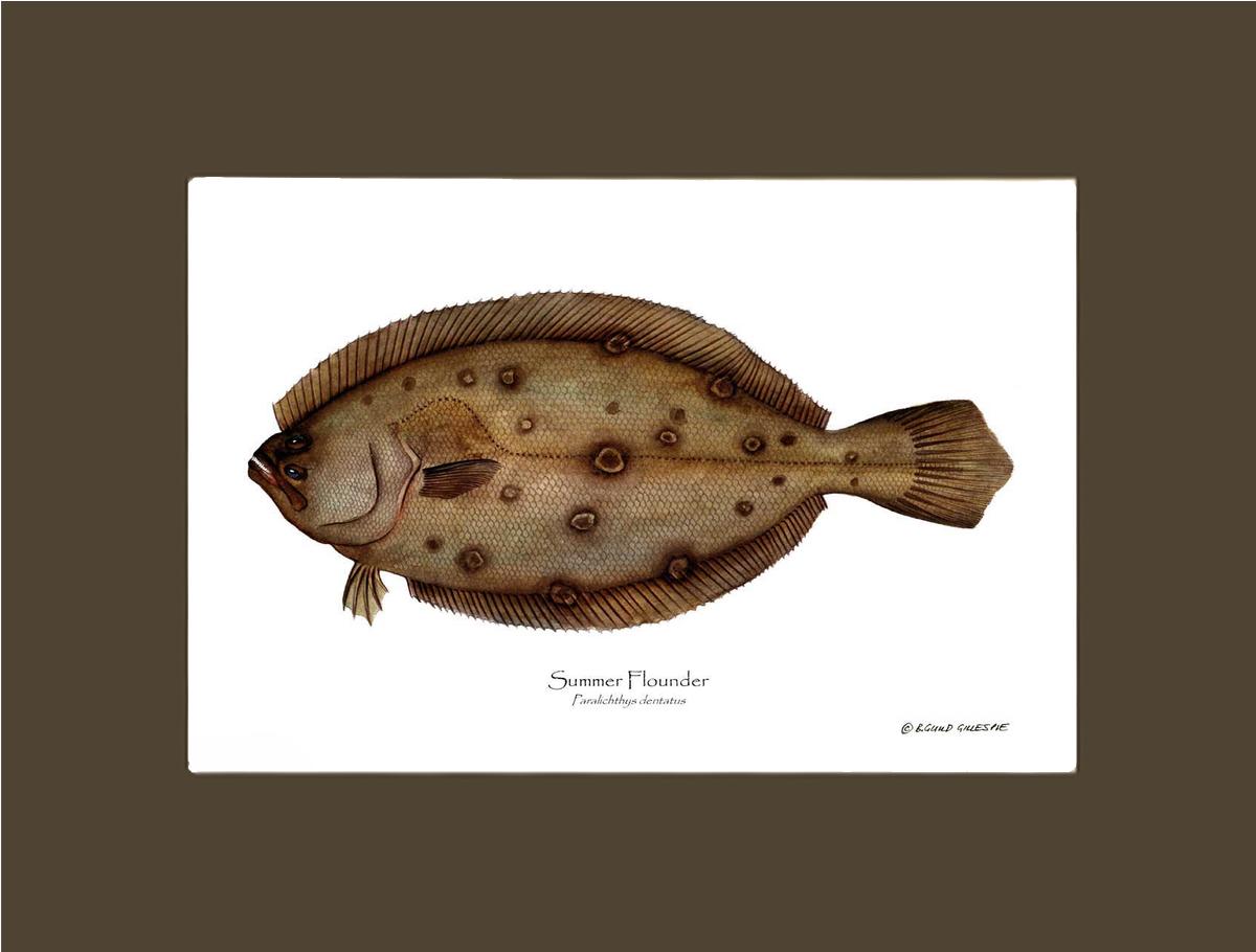 Summer Flounder Paralichthys dentatus | Wall Art Fish Print