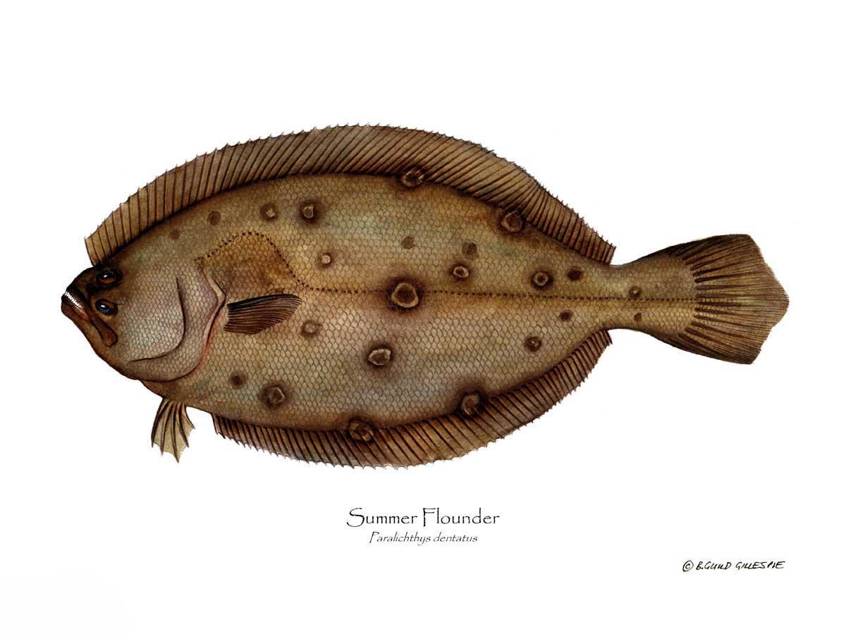 Summer Flounder Paralichthys dentatus | Wall Art Fish Print