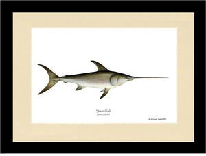 Swordfish Xiphias gladius