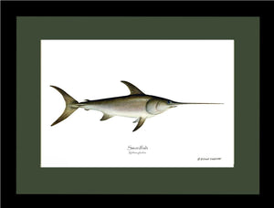 Swordfish Xiphias gladius