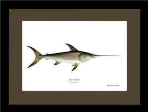 Swordfish Xiphias gladius