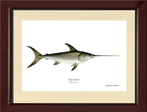 Swordfish Xiphias gladius