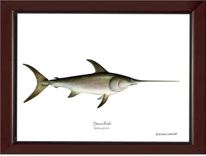 Swordfish Xiphias gladius