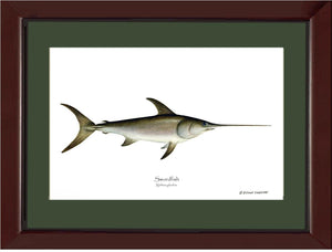 Swordfish Xiphias gladius