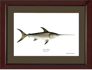 Swordfish Xiphias gladius