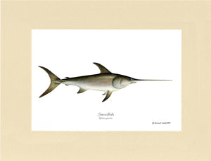 Swordfish Xiphias gladius
