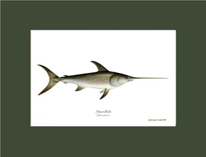 Swordfish Xiphias gladius