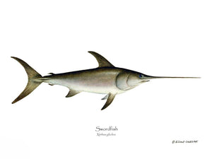 Fish Print: Swordfish Xiphias gladius