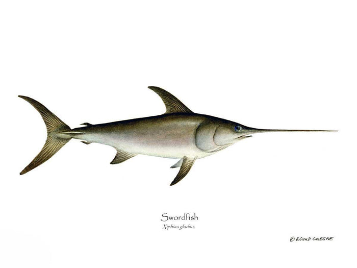 Swordfish Xiphias gladius