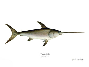 Swordfish Xiphias gladius