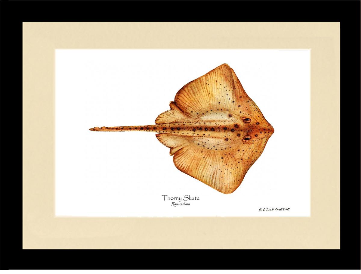 Thorny Skate Raja radiata | Wall Art Fish Print