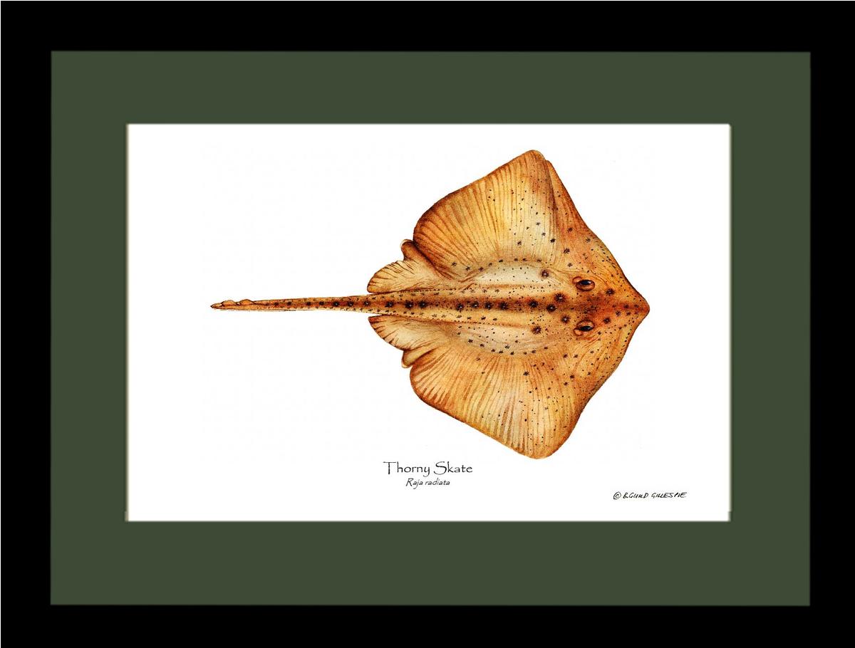 Thorny Skate Raja radiata | Wall Art Fish Print