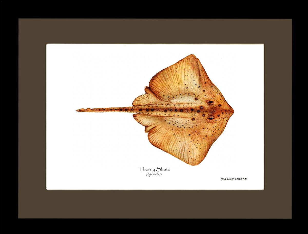 Thorny Skate Raja radiata | Wall Art Fish Print