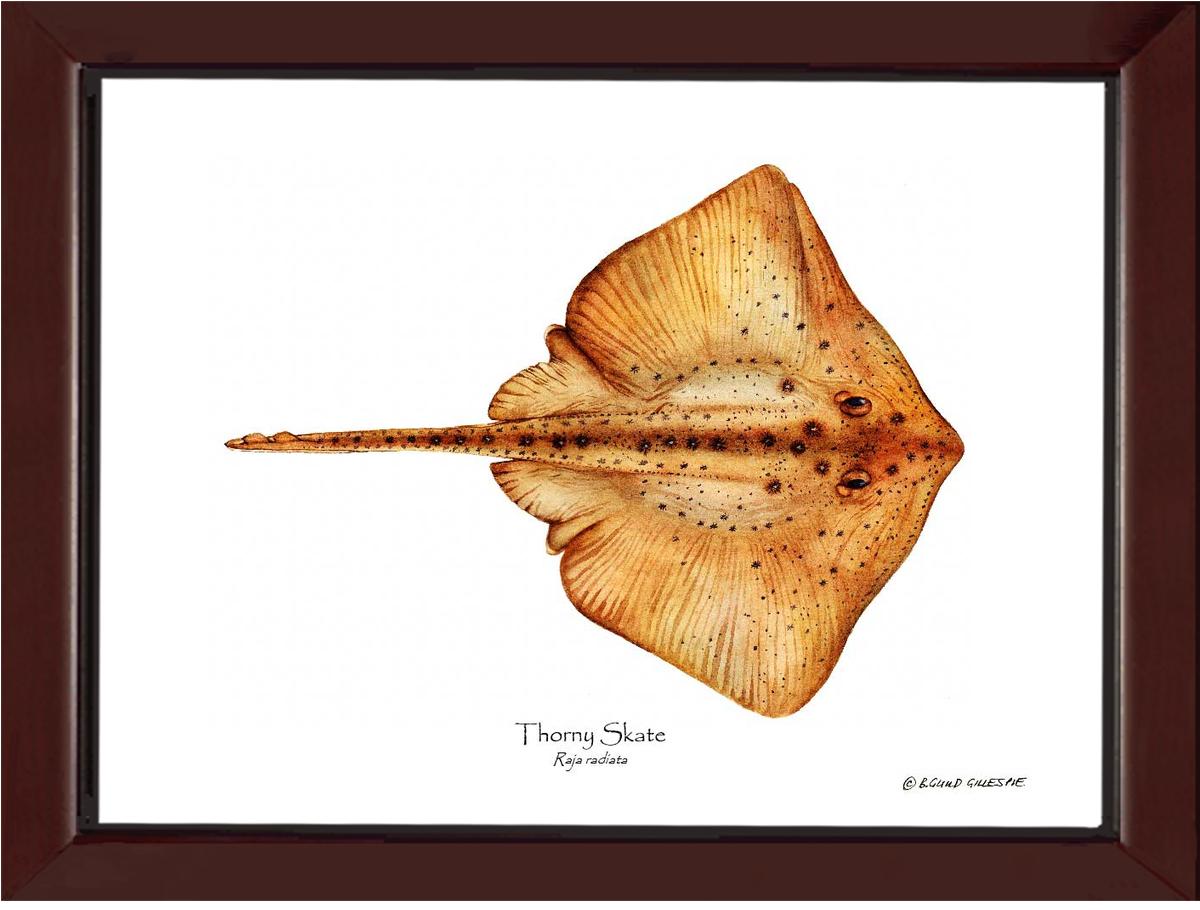 Thorny Skate Raja radiata | Wall Art Fish Print