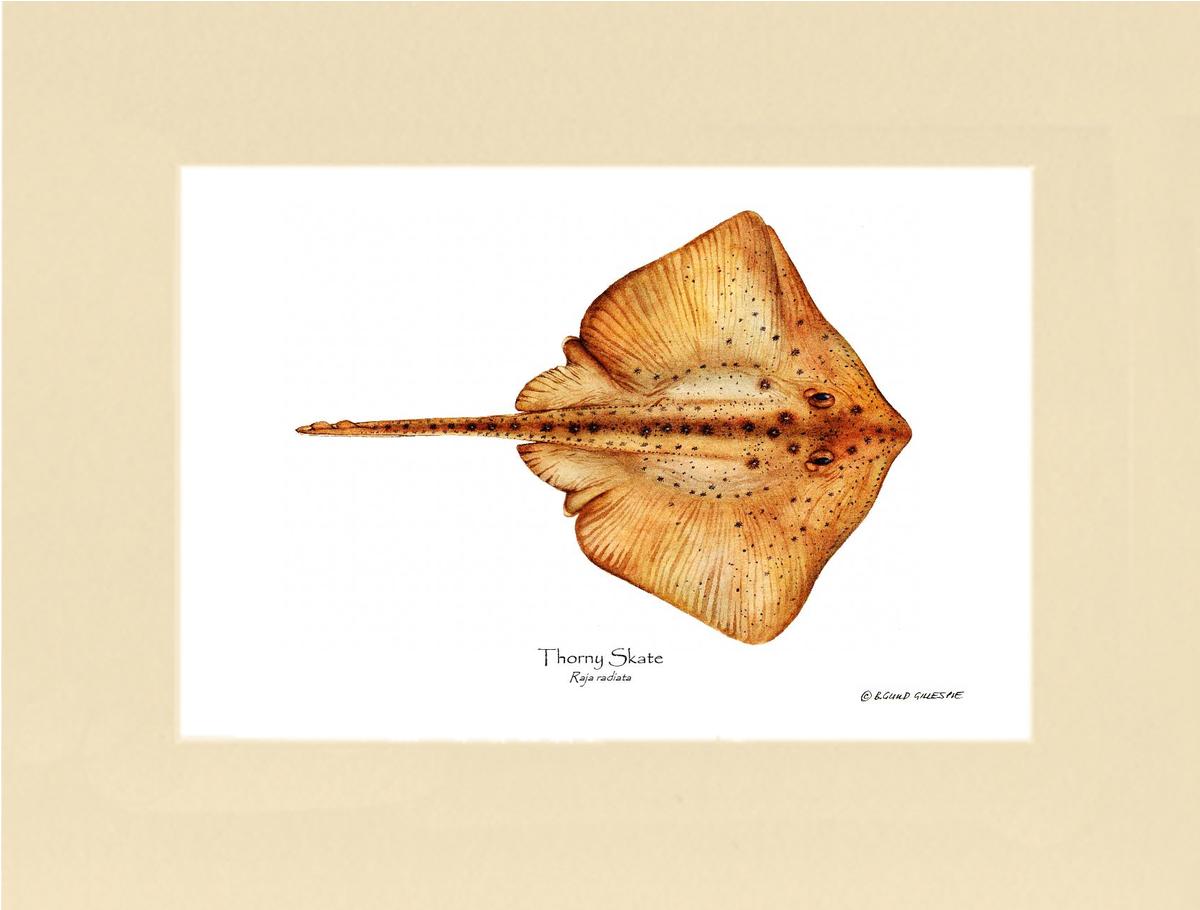 Thorny Skate Raja radiata | Wall Art Fish Print