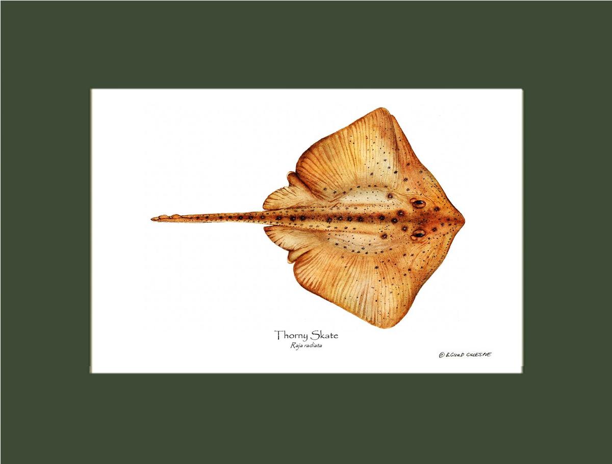 Thorny Skate Raja radiata | Wall Art Fish Print