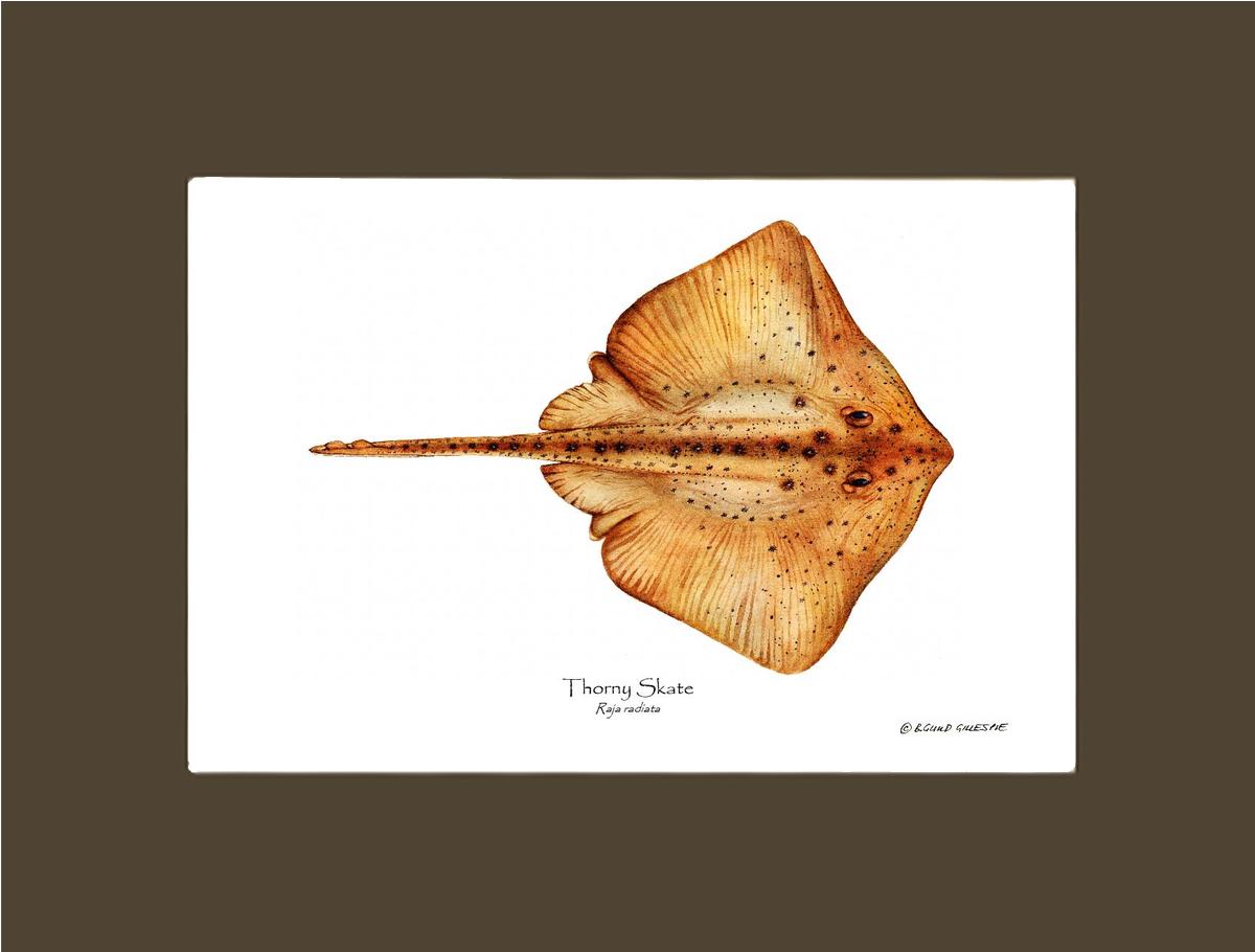 Thorny Skate Raja radiata | Wall Art Fish Print