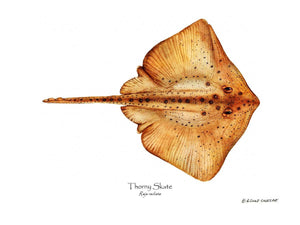 Fish Print: Thorny Skate Raja radiata