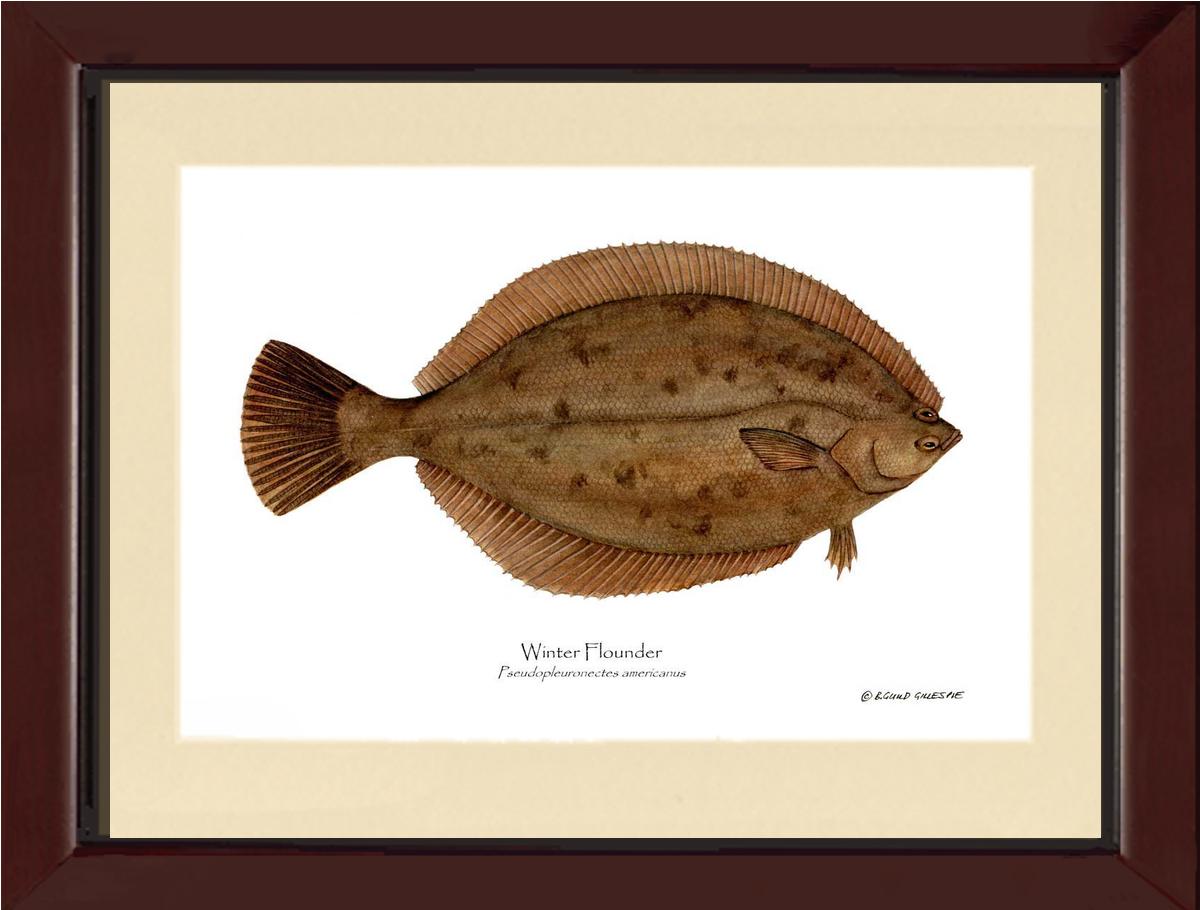 Winter Flounder Pseudopleuronectes americ | Wall Art Fish Print