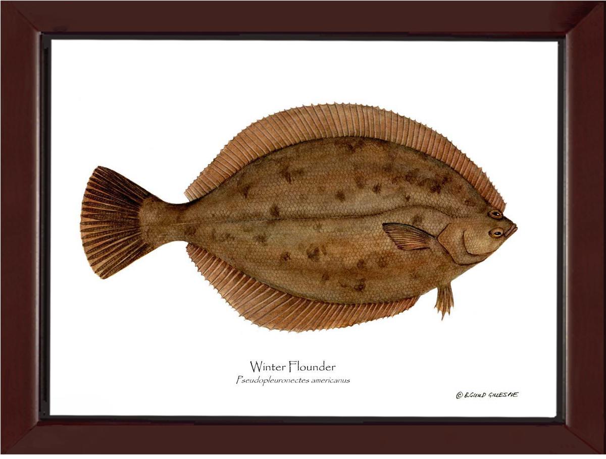 Winter Flounder Pseudopleuronectes americ | Wall Art Fish Print