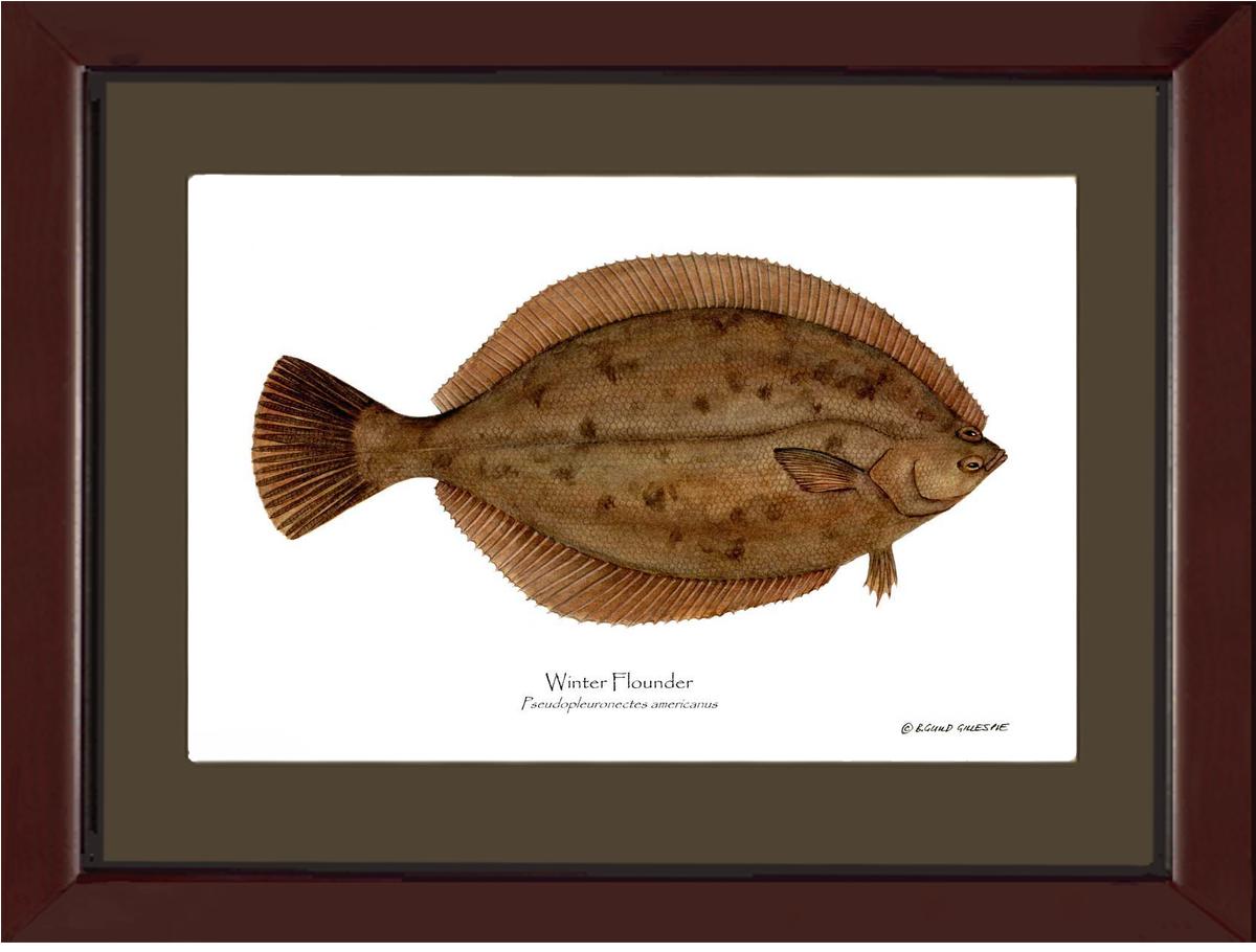 Winter Flounder Pseudopleuronectes americ | Wall Art Fish Print