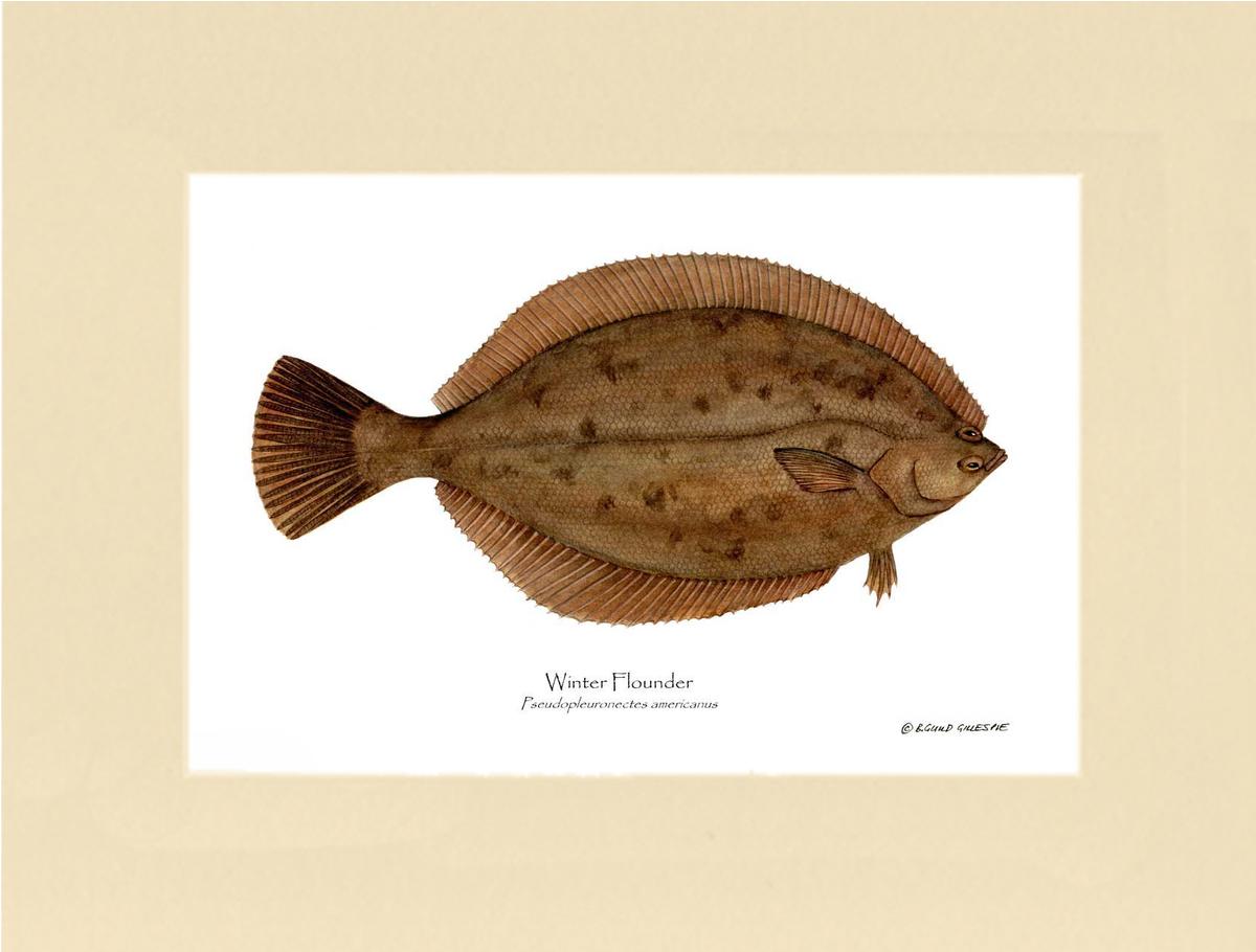 Winter Flounder Pseudopleuronectes americ | Wall Art Fish Print