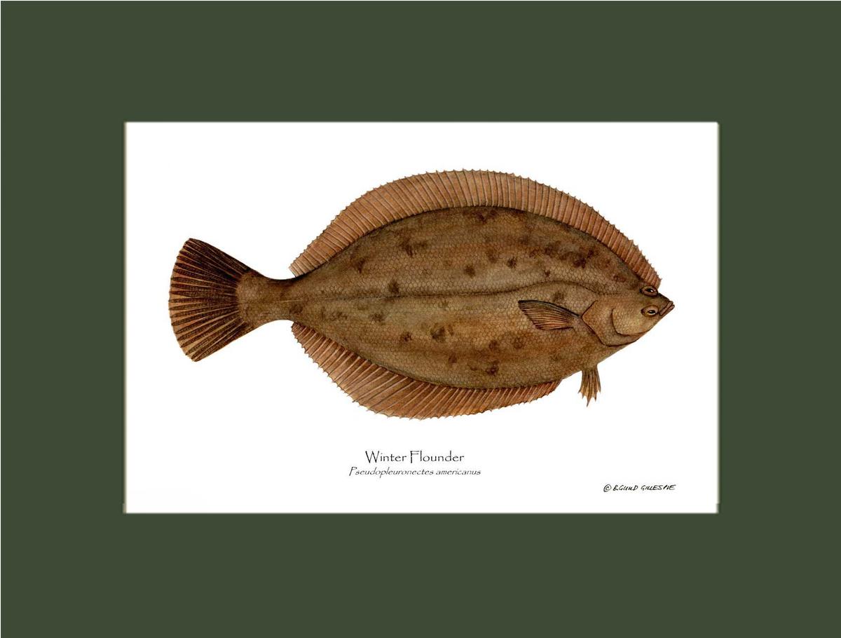 Winter Flounder Pseudopleuronectes americ | Wall Art Fish Print