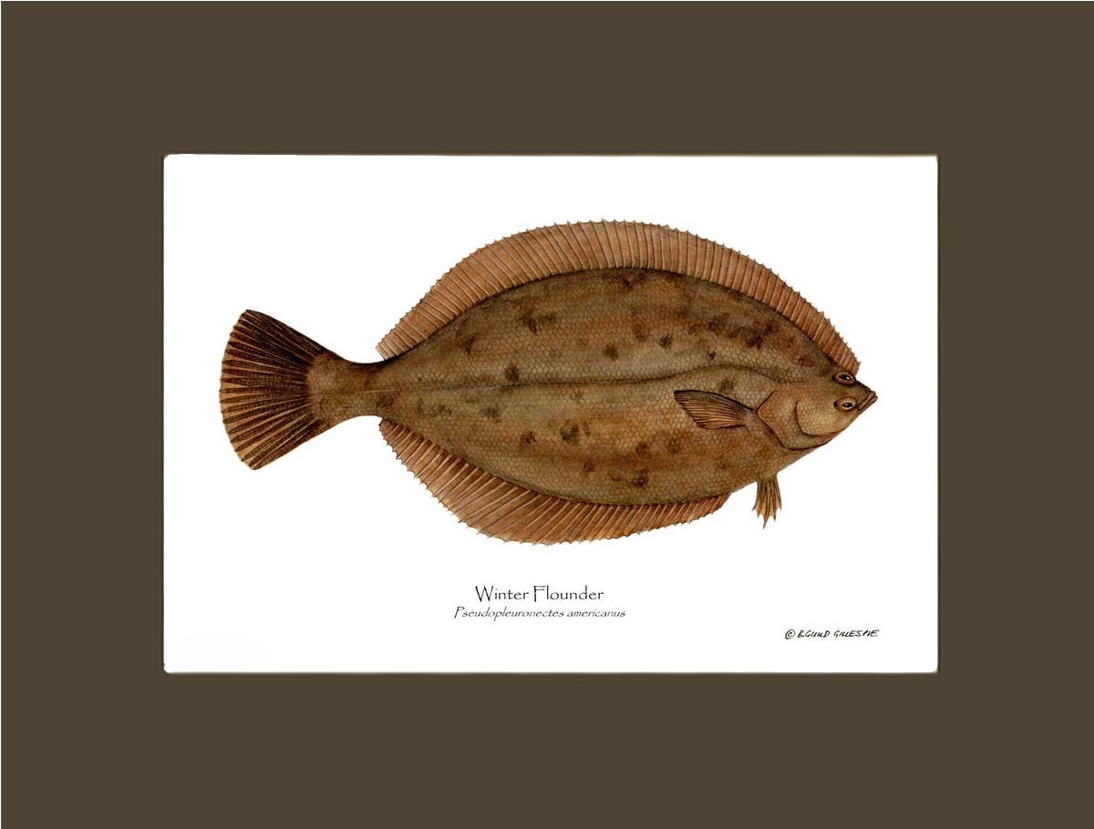 Winter Flounder Pseudopleuronectes americ | Wall Art Fish Print