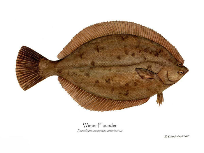 Winter Flounder Pseudopleuronectes americ
