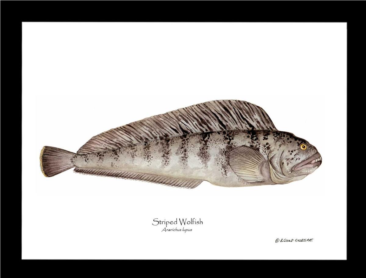 Striped Wolffish Anarichus lupus | Wall Art Fish Print