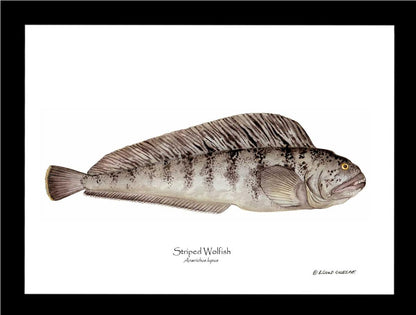 Striped Wolffish Anarichus lupus | Wall Art Fish Print