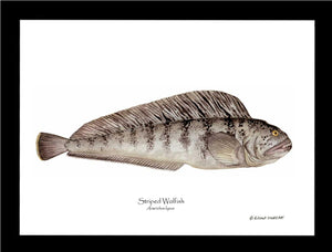 Striped Wolffish Anarichus lupus
