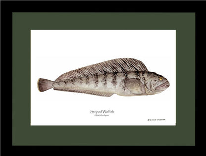 Striped Wolffish Anarichus lupus | Wall Art Fish Print