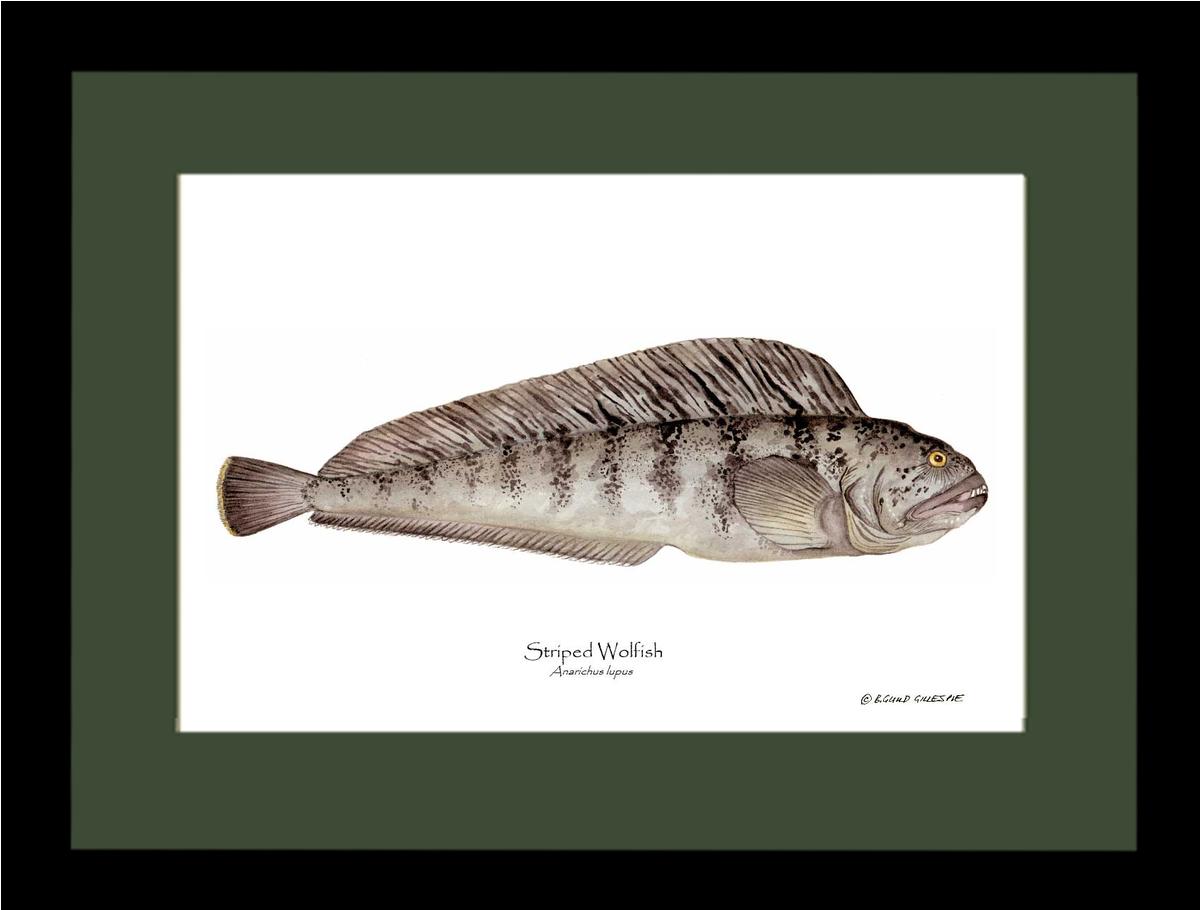 Striped Wolffish Anarichus lupus | Wall Art Fish Print