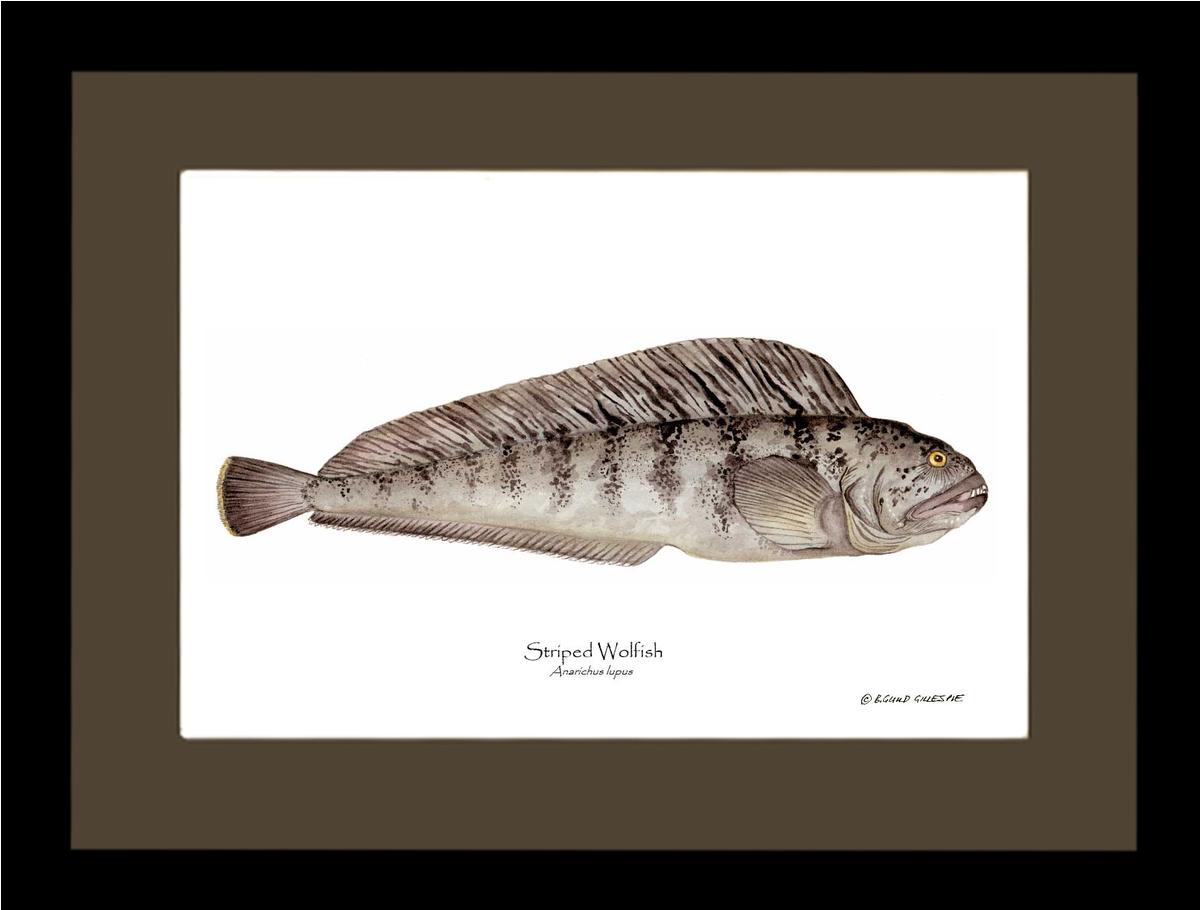 Striped Wolffish Anarichus lupus | Wall Art Fish Print