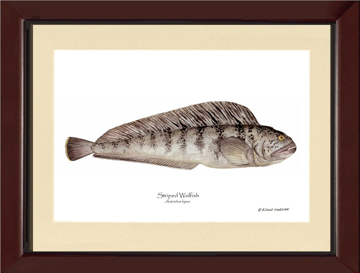 Striped Wolffish Anarichus lupus | Wall Art Fish Print