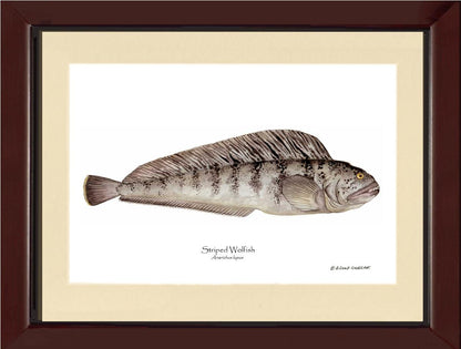 Striped Wolffish Anarichus lupus | Wall Art Fish Print