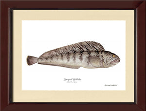 Striped Wolffish Anarichus lupus