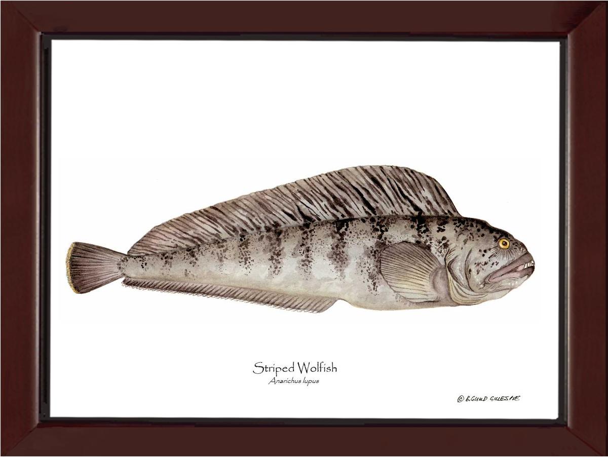 Striped Wolffish Anarichus lupus | Wall Art Fish Print
