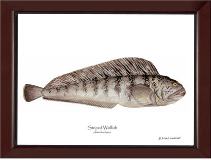 Striped Wolffish Anarichus lupus | Wall Art Fish Print