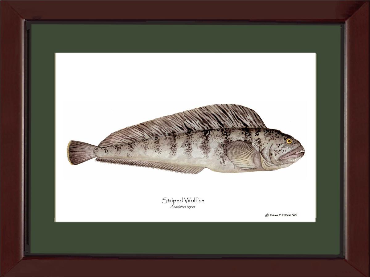 Striped Wolffish Anarichus lupus | Wall Art Fish Print