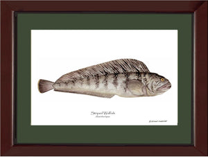 Striped Wolffish Anarichus lupus