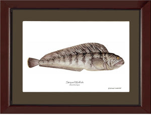 Striped Wolffish Anarichus lupus