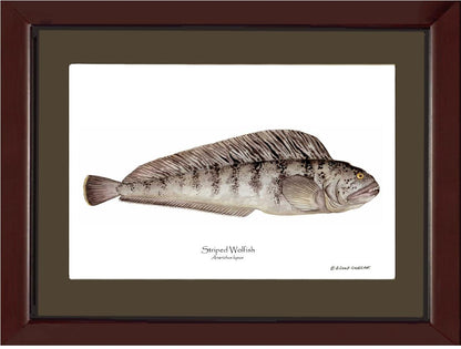 Striped Wolffish Anarichus lupus | Wall Art Fish Print