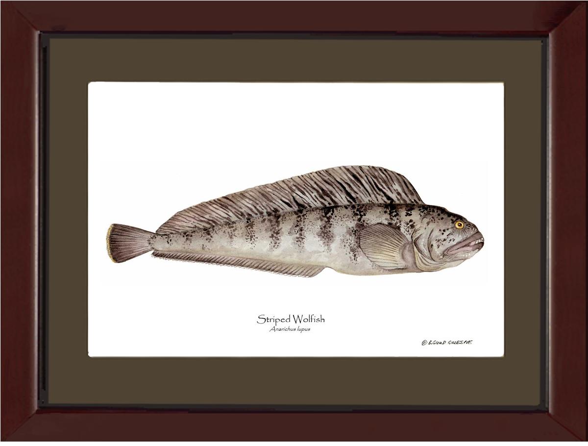 Striped Wolffish Anarichus lupus | Wall Art Fish Print